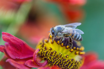 honey bee on flower