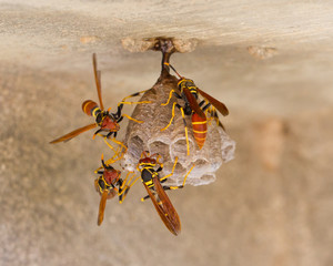 Jack Spaniard wasps on a small nest
