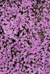 Fototapeta premium Purple carpet of creeping phlox . Phlox Subulata .