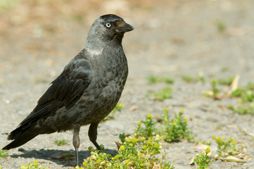 Jackdaw