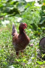 Closeup of a hen in a farmyard