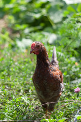 Curious Red Domestic Chicken