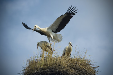 Storks