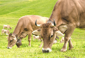 Cows on a summer meadow