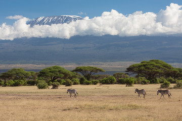 Fototapeta na wymiar Kilimanjaro Amboseli