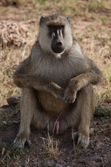 Pavian - The Boss