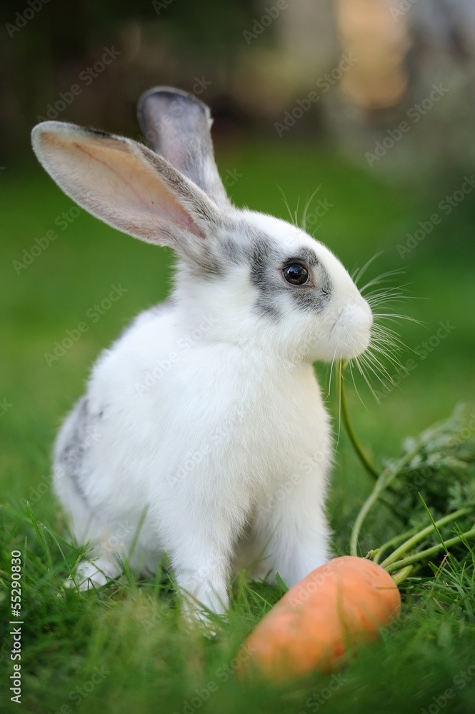 Wall mural Rabbit