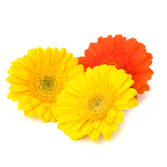 Beautiful daisy gerbera flowers