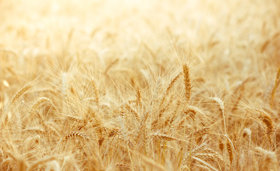 Wheat field with focus in foreground