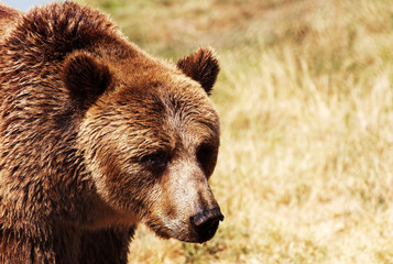 Grizzly bear in natural environment