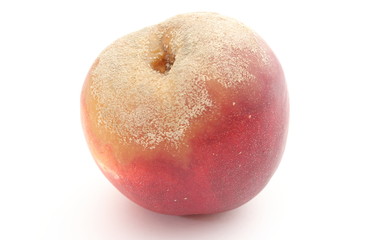 Moldy peach on white background