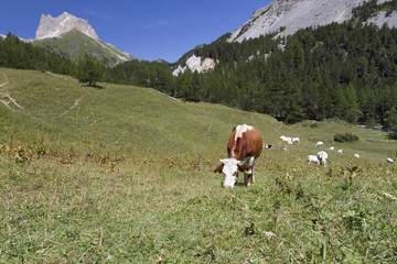 Fototapeta na wymiar alpine pastures
