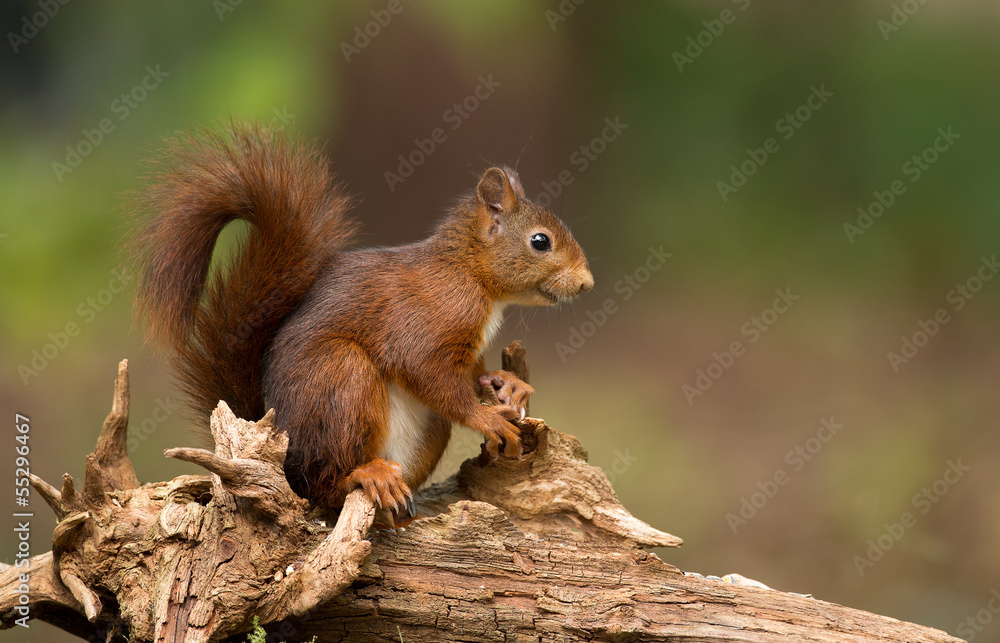Canvas Prints red squirrel in the forest
