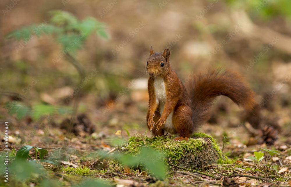 Canvas Prints red squirrel in the forest