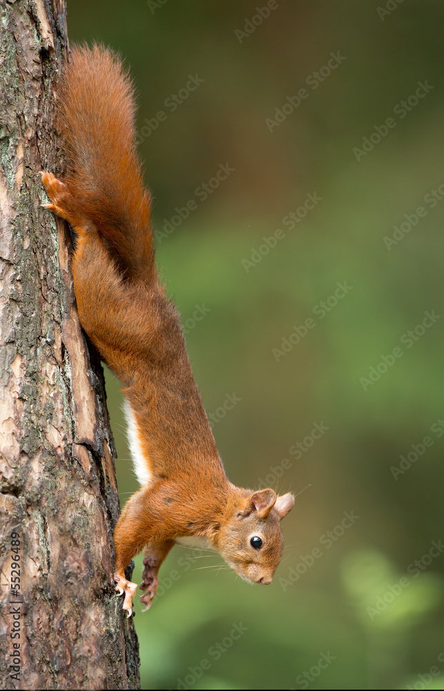 Wall mural red squirrel in the forest