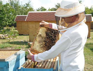 bee-garden