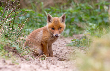 Very little Young Red Foz cub