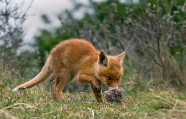 Red fox Cub