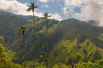 Poster Wax palm trees of Cocora Valley, colombia © javarman
