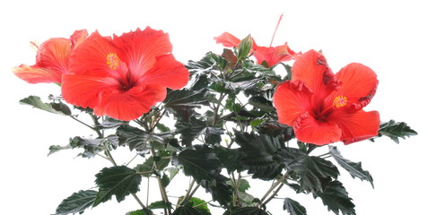 Hibiskus - Malvaceae © medwedja