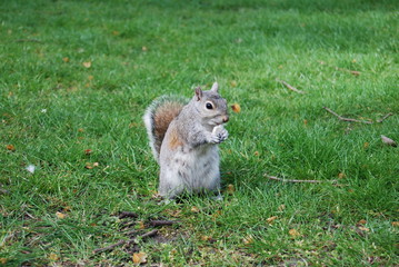 Londra - Hyde Park - Scoiattolo