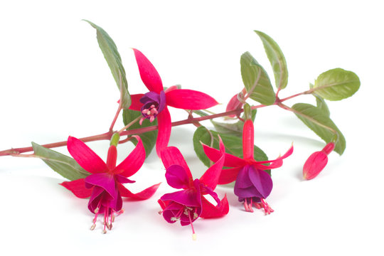 fuchsia with beautiful flowers isolated on white background