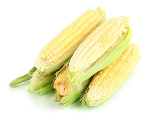 Fresh corn vegetable isolated on white