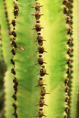 Cactus close up