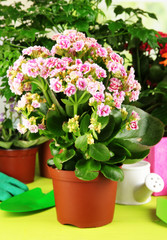 Beautiful flowers in pots on wooden table on natural background