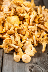 Сhanterelle mushrooms
