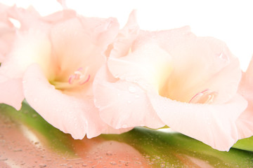 Beautiful gladiolus flower close up