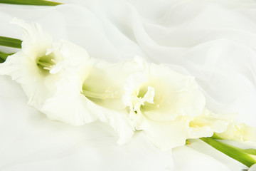 Obraz na płótnie Canvas Beautiful gladiolus flower on white fabric background