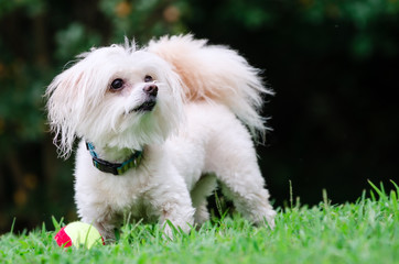 Portrait of maltipoo dog playing with ball in field