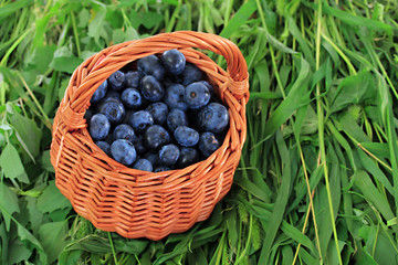 Fototapeta na wymiar Blueberries in wooden basket on grass