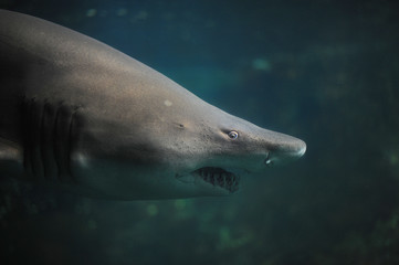 Naklejka premium requin taureau