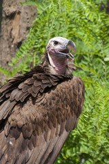 Lappet-faced vulture (Torgos tracheliotos)