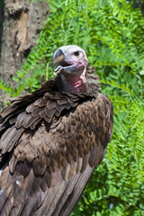 Lappet-faced vulture (Torgos tracheliotos)