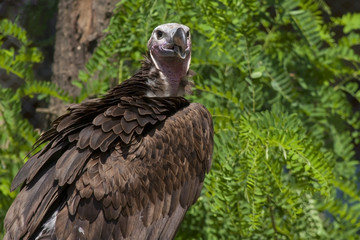 Lappet-faced vulture (Torgos tracheliotos)