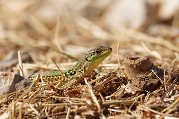 Naklejka premium Sand Lizard (Lacerta agilis)
