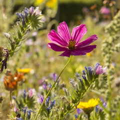 Fototapeta premium Blumenwiese