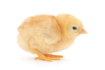 Small chicken