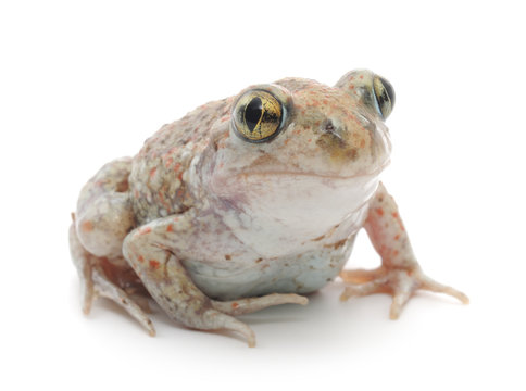 Frog on white