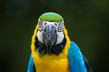 Parrot Macaw closeup