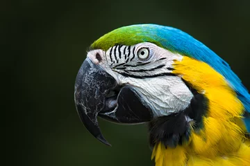 Crédence de cuisine en verre imprimé Perroquet Parrot Macaw closeup