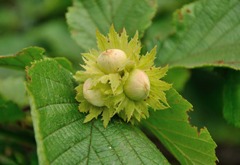 hazelnuts