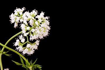white valerian herb plant  blossom