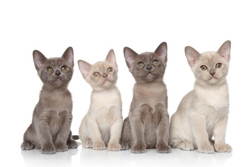 Burmese kittens portrait