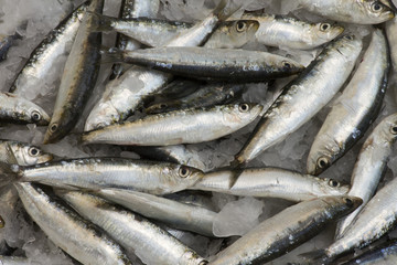 Obraz premium Sardinas