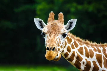 Photo sur Plexiglas Girafe La girafe