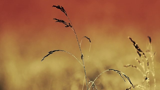Grass at sunset